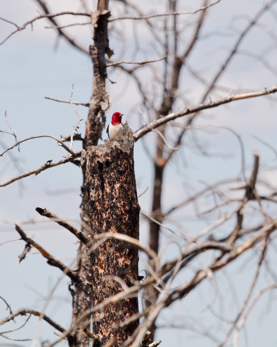 Red-headed Woodpecker - ML242455361