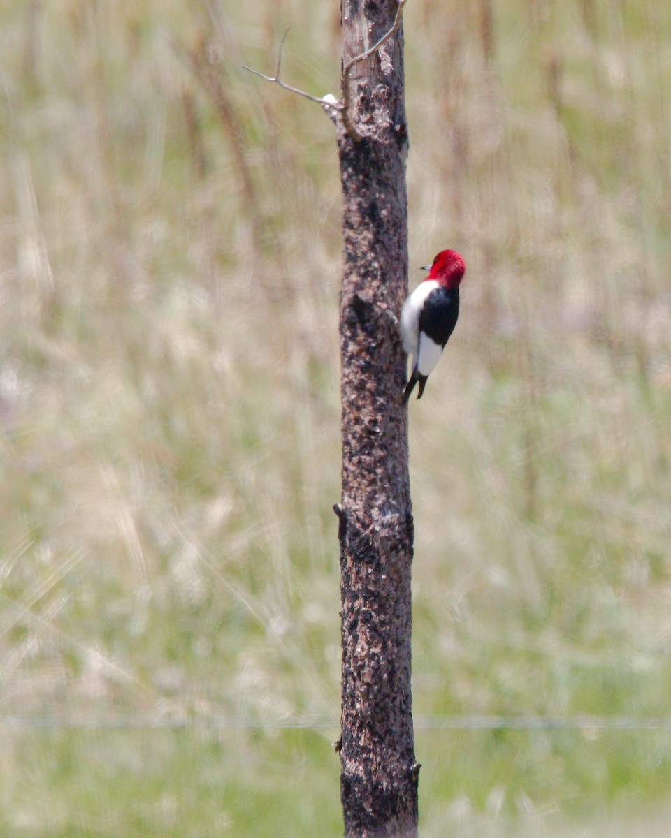 Red-headed Woodpecker - ML242455431