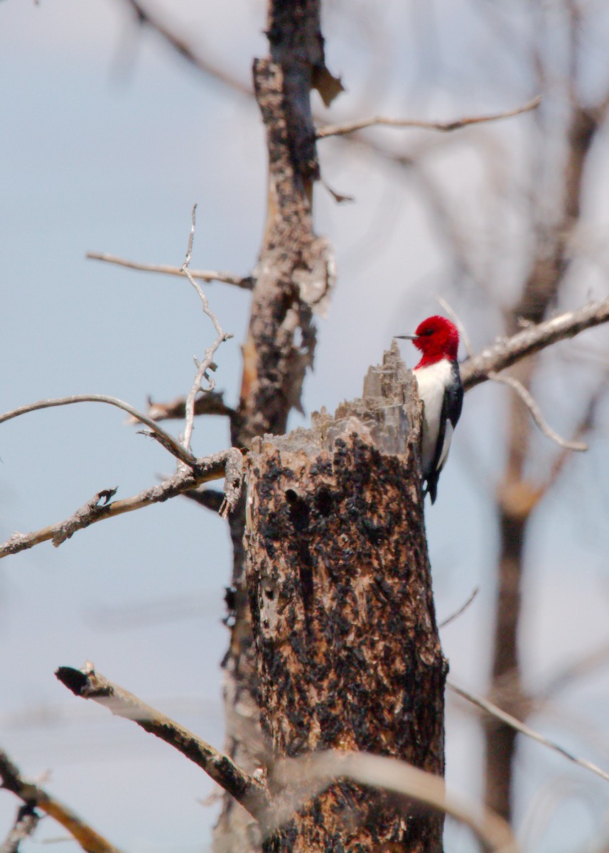Red-headed Woodpecker - ML242455441