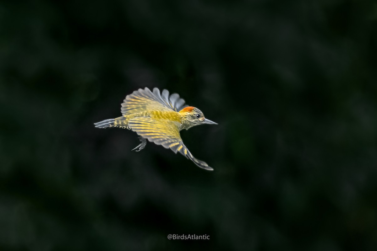 Yellow-eared Woodpecker - ML242457101