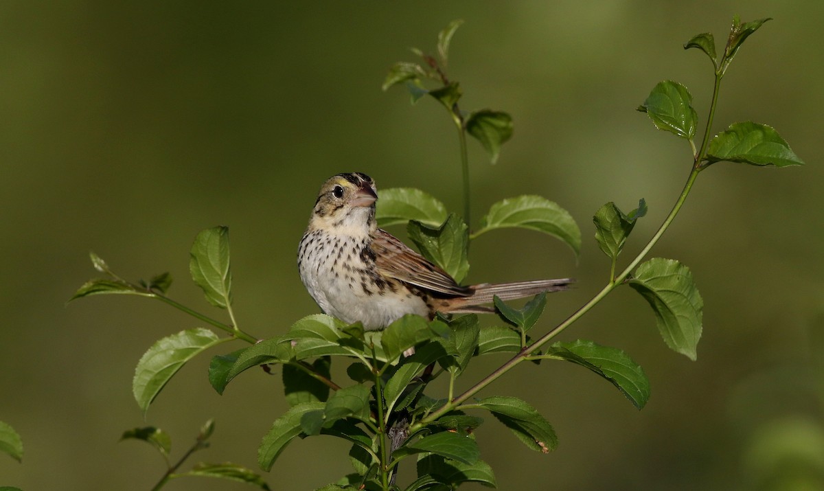 Henslow's Sparrow - ML242459801