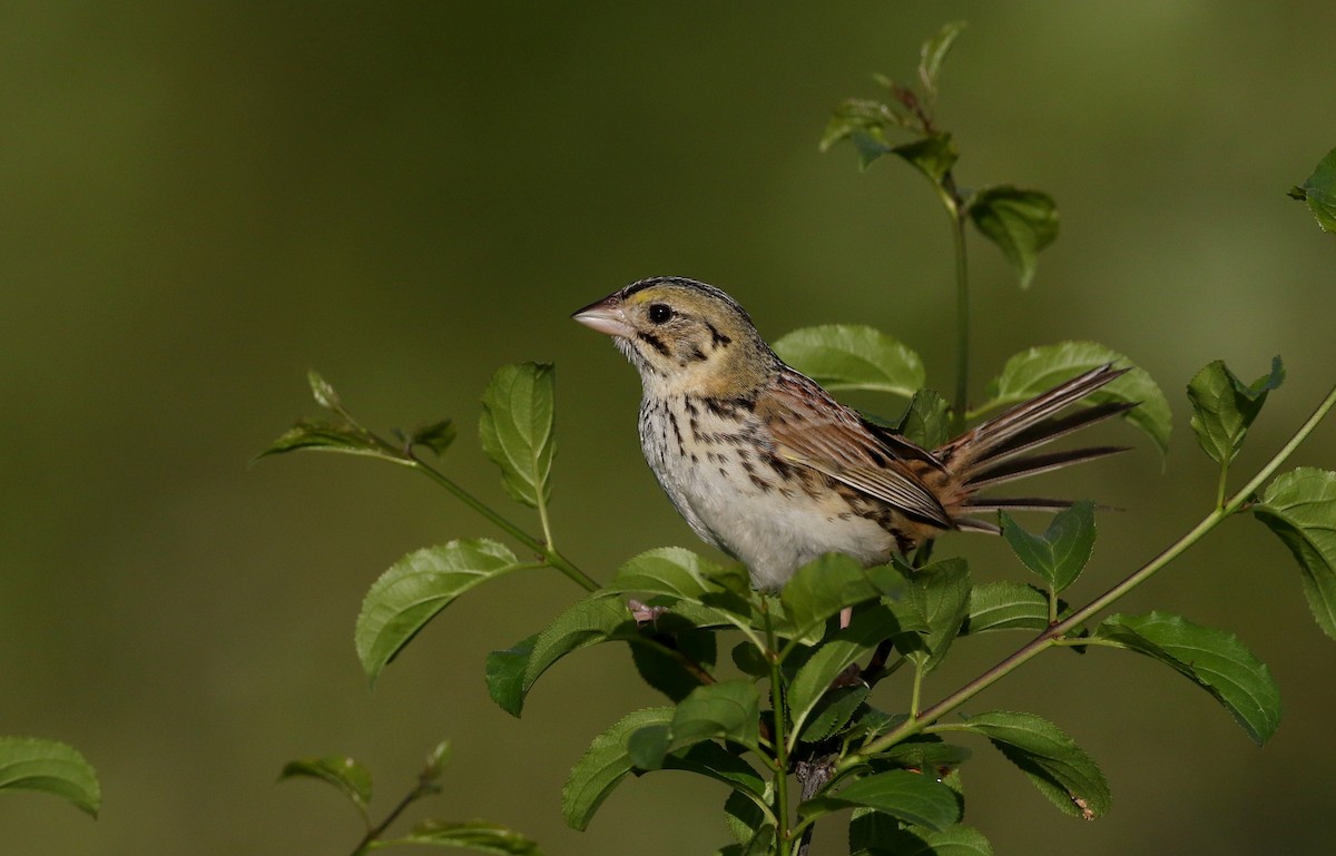 Henslow's Sparrow - ML242459821