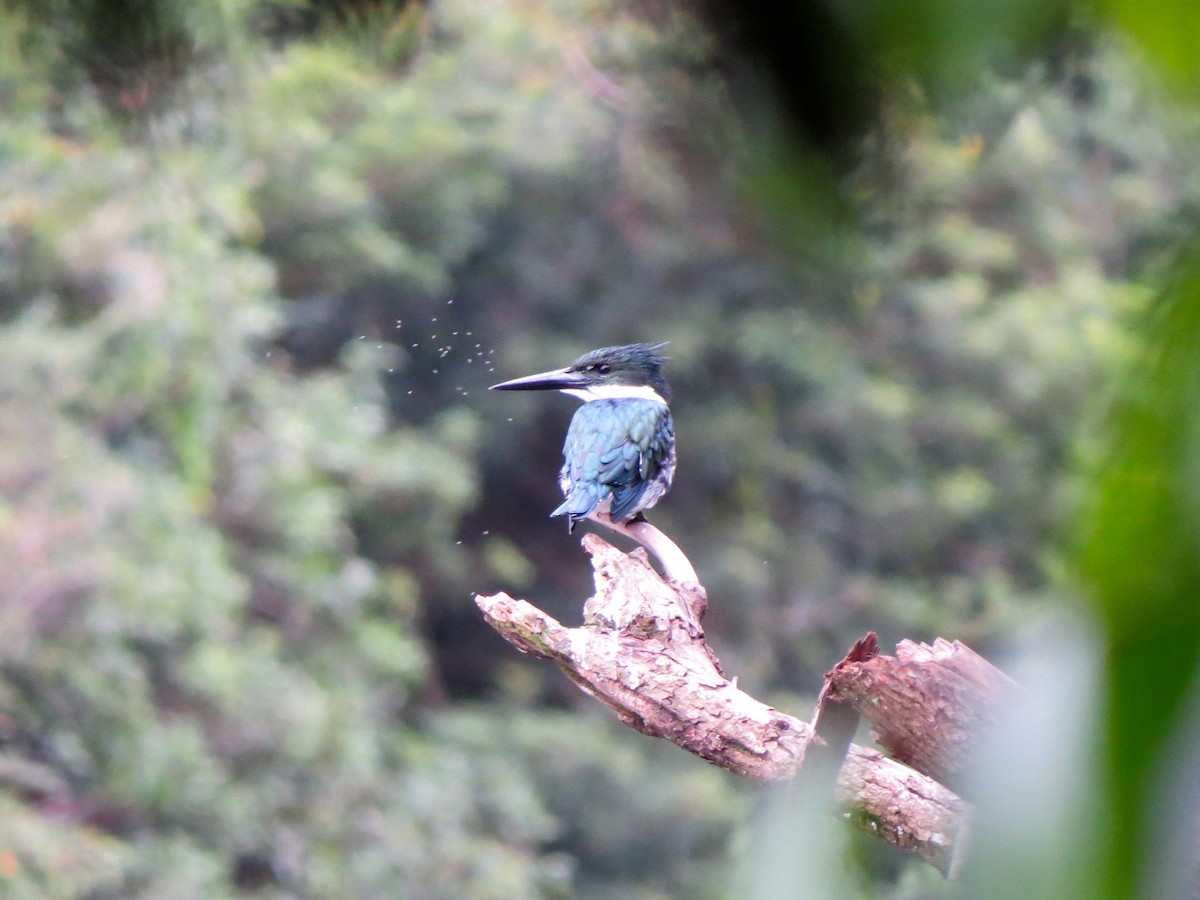 Amazon Kingfisher - ML242459941