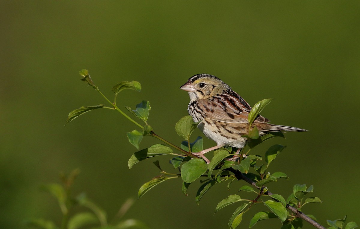 Henslow's Sparrow - ML242460181