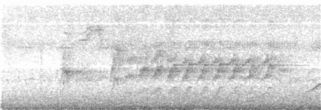 Жемчужнобрюхий дятел - ML242460241