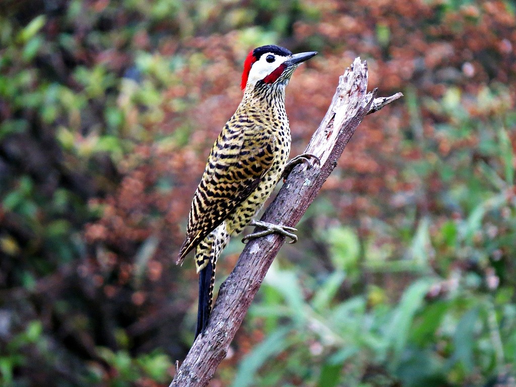 Green-barred Woodpecker - ML242460501