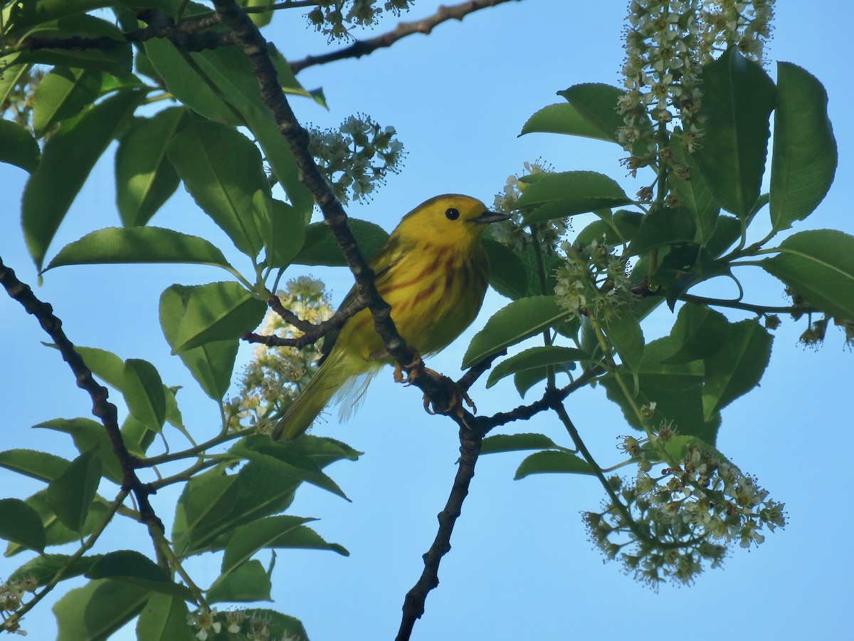 Yellow Warbler - ML242460641