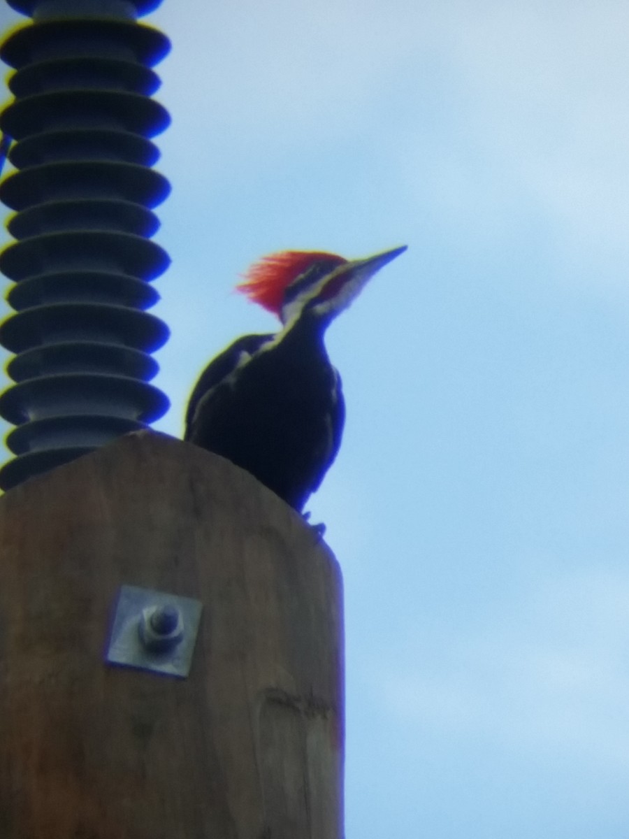 Pileated Woodpecker - ML24246101