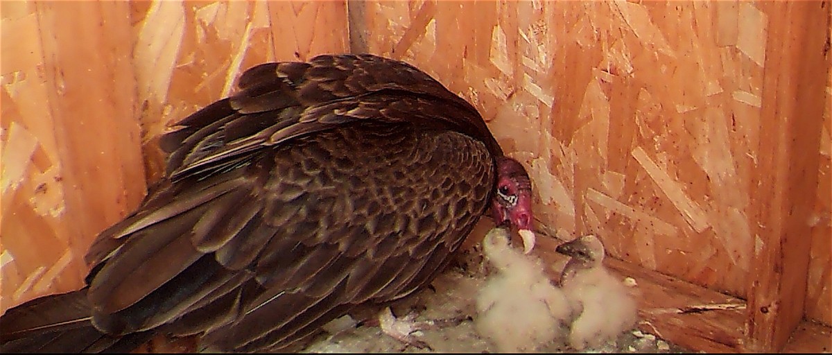 Turkey Vulture - ML242461511