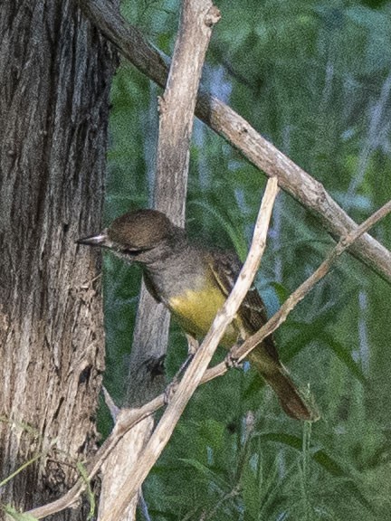 Great Crested Flycatcher - ML242461521