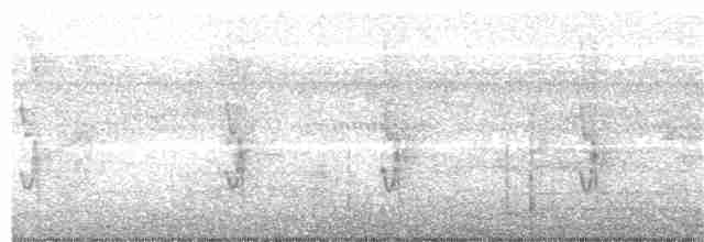 Graustirn-Dickichtschlüpfer - ML242462061