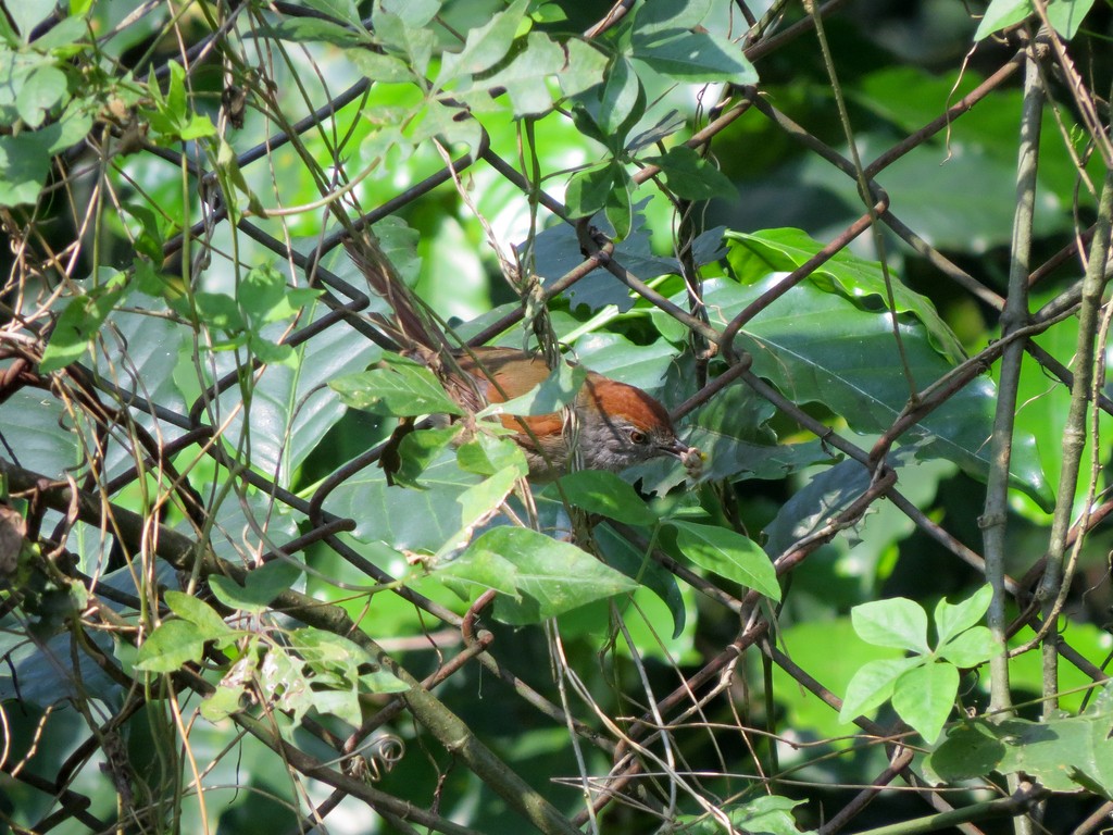 Sooty-fronted Spinetail - ML242462071