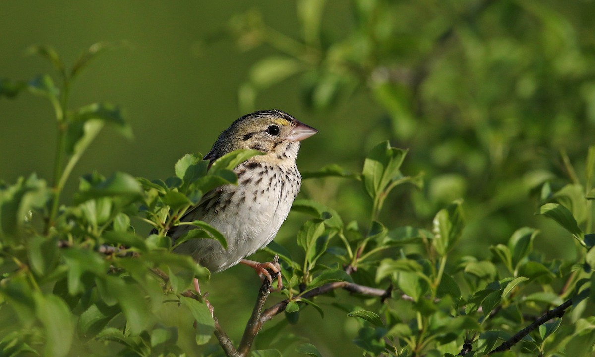 Henslow's Sparrow - ML242462391
