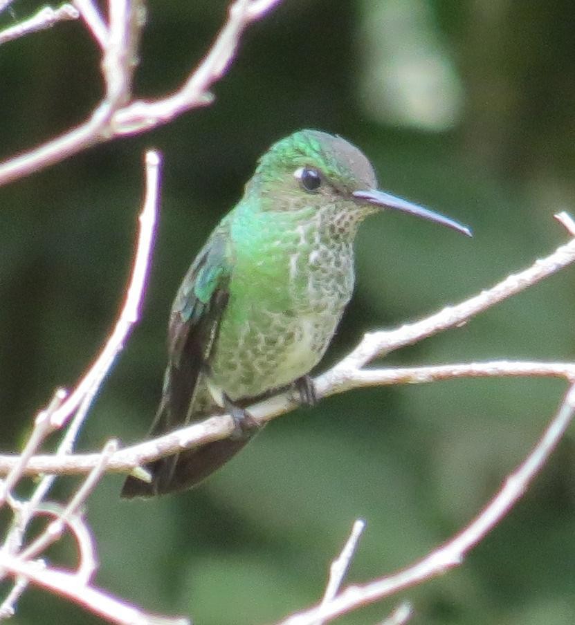 Many-spotted Hummingbird - ML242462541