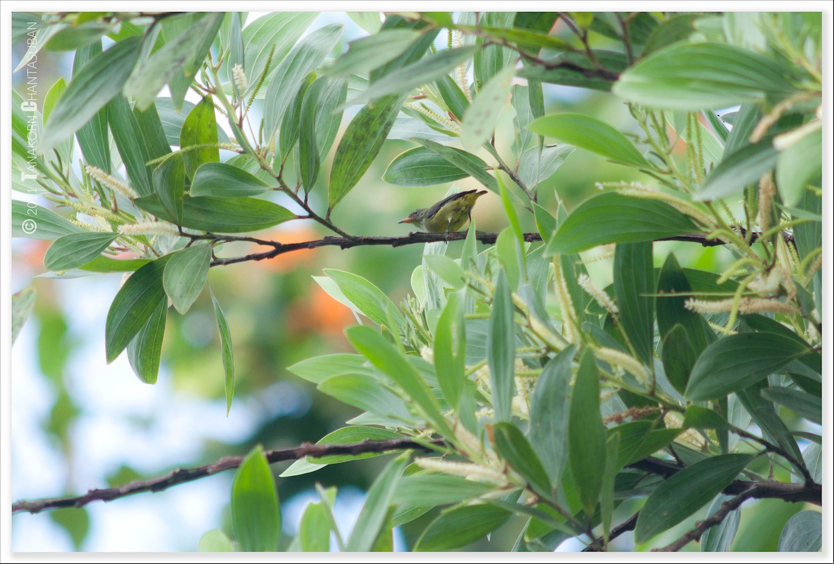 Orange-bellied Flowerpecker - Tanakorn Chantasuban
