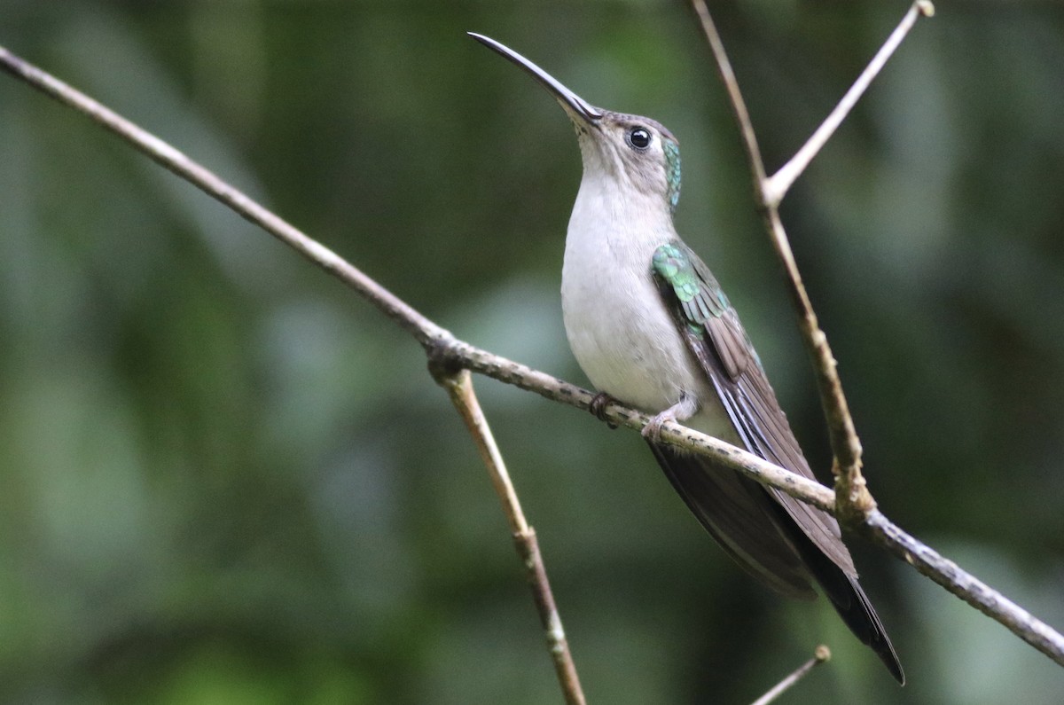 kolibřík klínoocasý (ssp. excellens) - ML242467111
