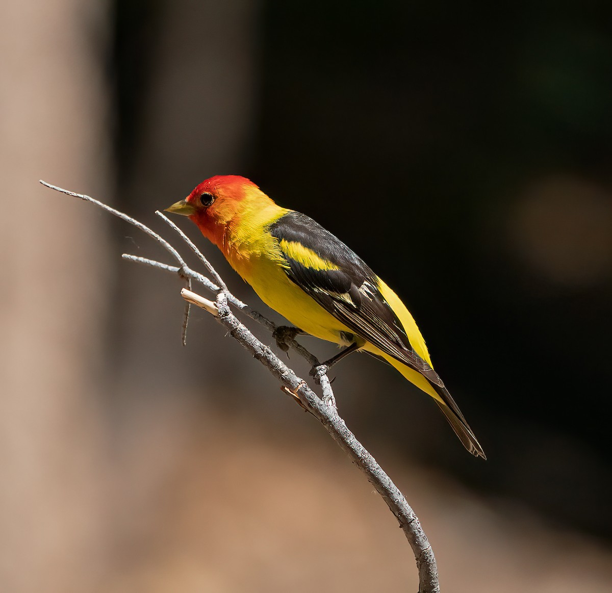 Western Tanager - ML242469091