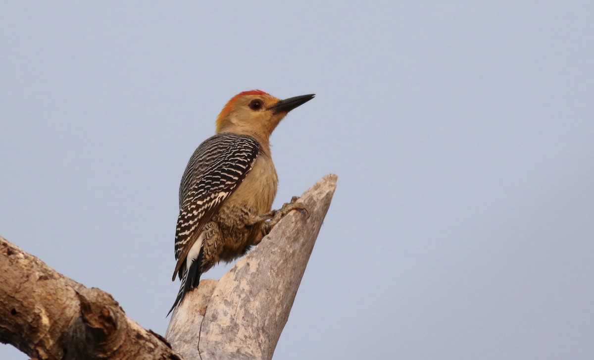 Golden-fronted Woodpecker (West Mexico) - Eric Antonio Martinez