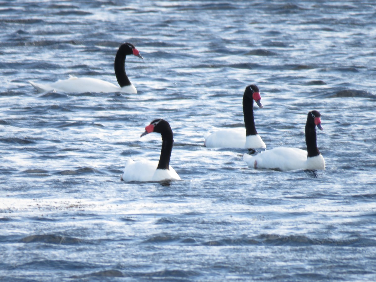 Black-necked Swan - ML242470181
