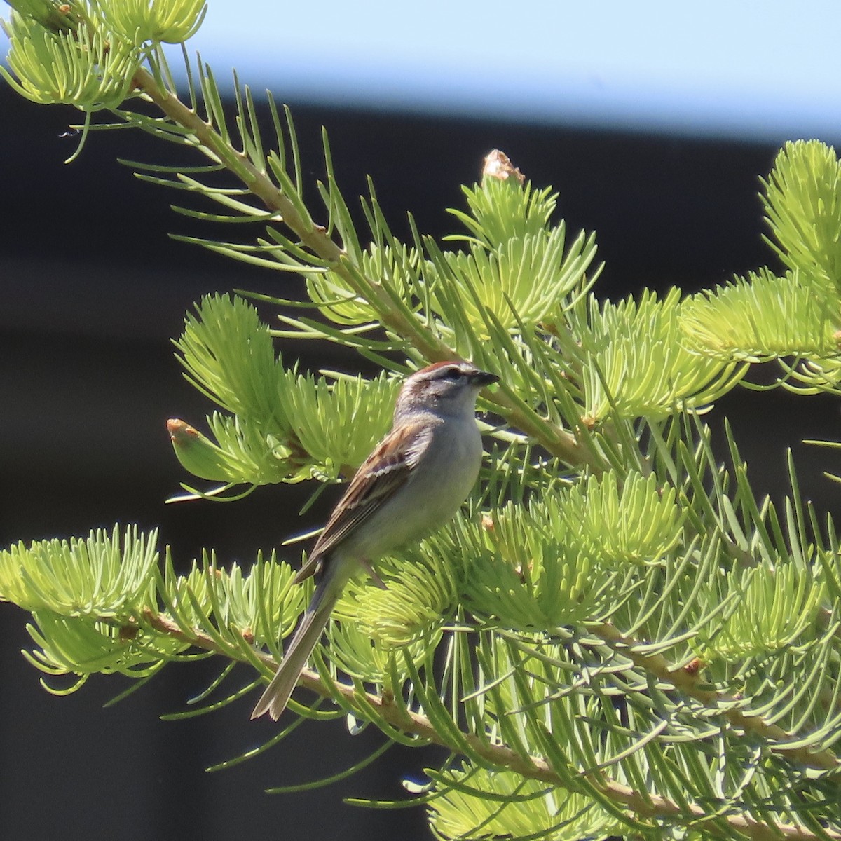 Chipping Sparrow - Laurel Smith