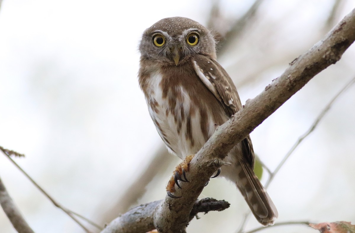 Colima Pygmy-Owl - ML242472881