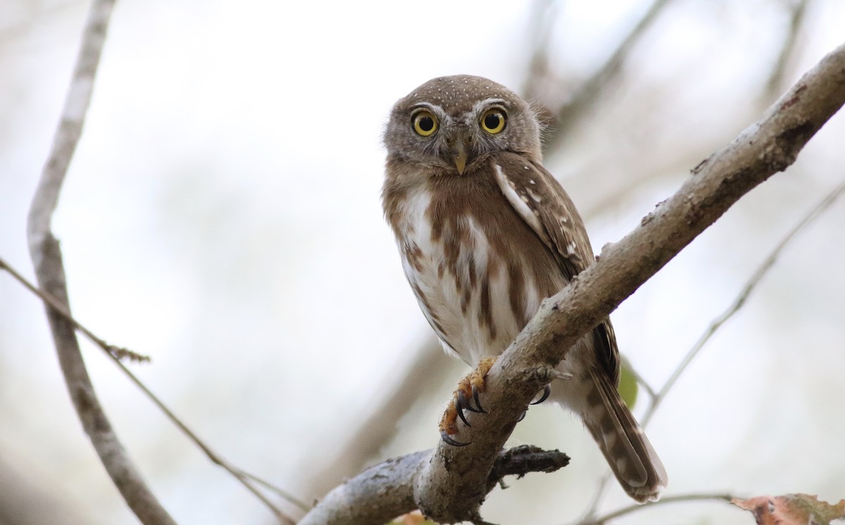Colima Pygmy-Owl - ML242472921