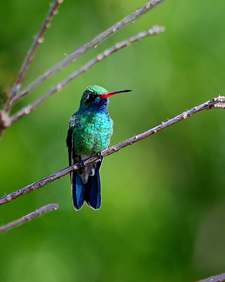 Broad-billed Hummingbird - Marilyn Victoria Hamachek