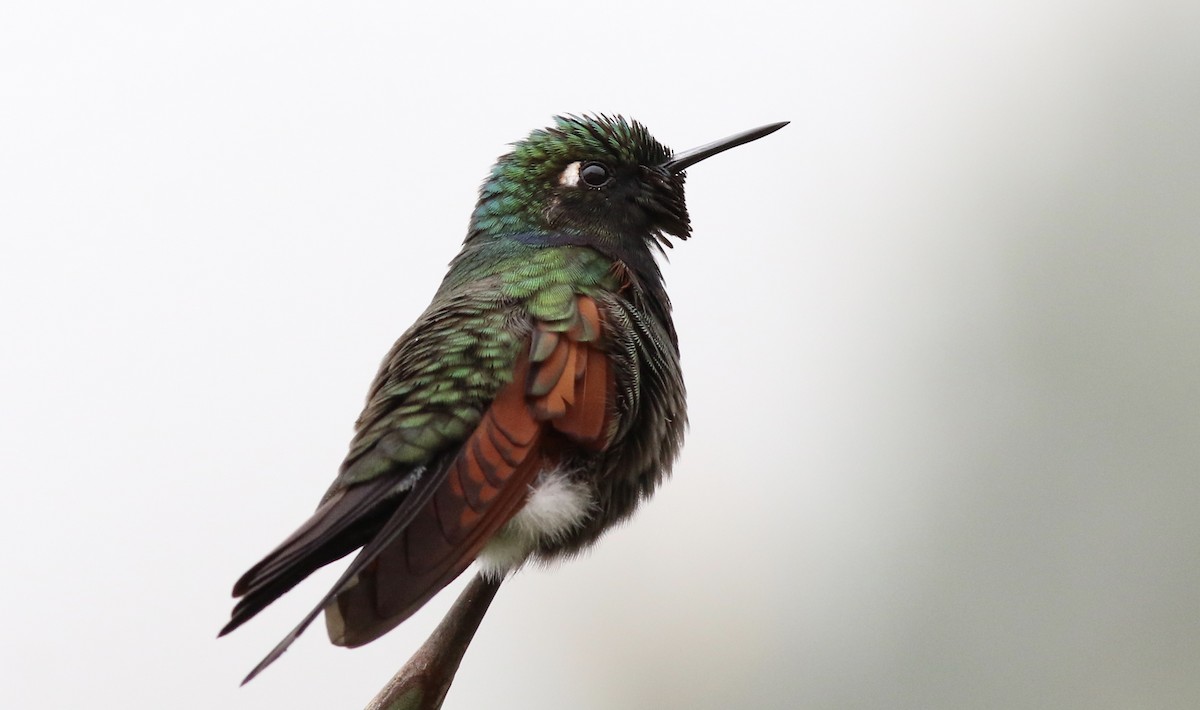 Garnet-throated Hummingbird - ML242474621