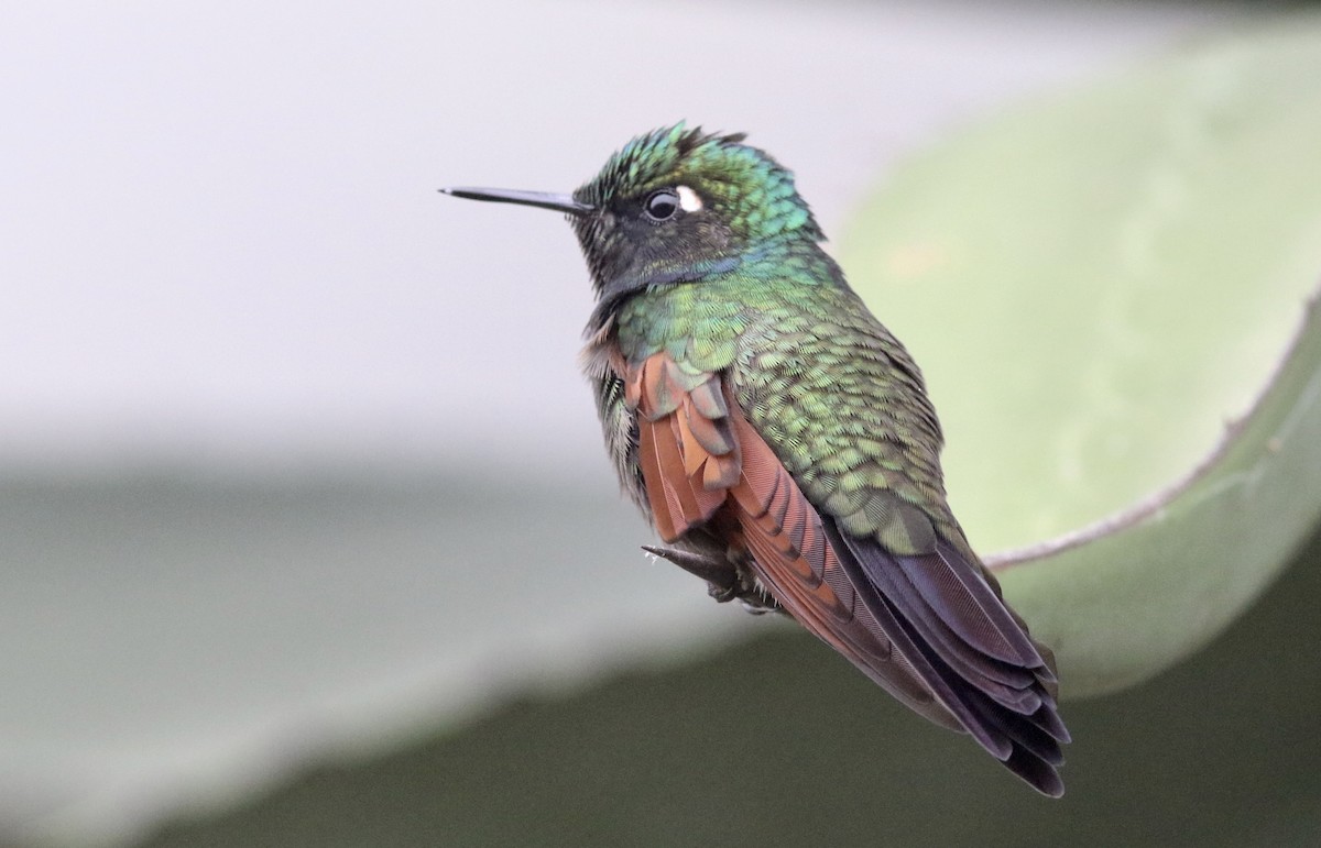 kolibřík rezavokřídlý - ML242474841