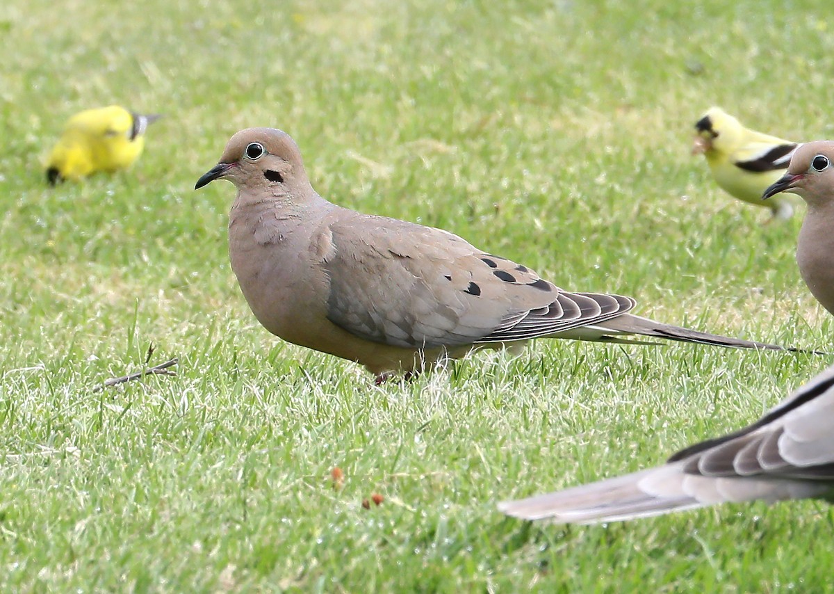 Mourning Dove - Charlotte Byers