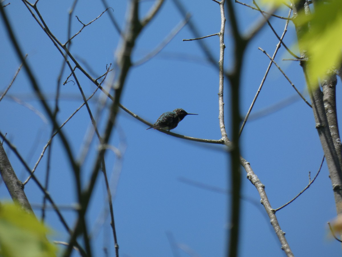 Ruby-throated Hummingbird - Sean Leonard