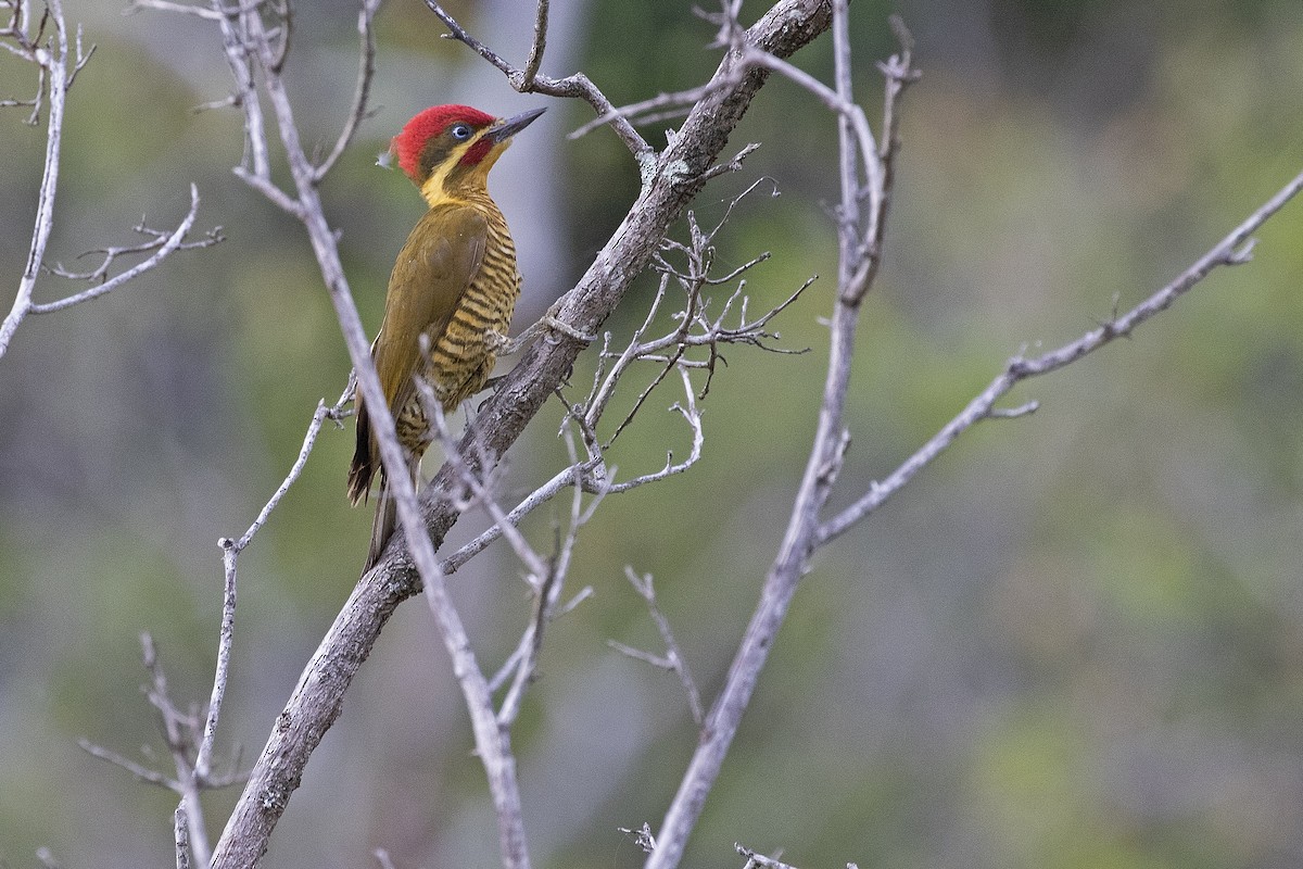 Golden-green Woodpecker - Leonildo Piovesan