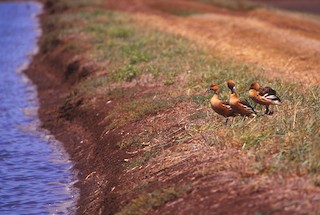 Fulvous Whistling-Duck, ML242486341