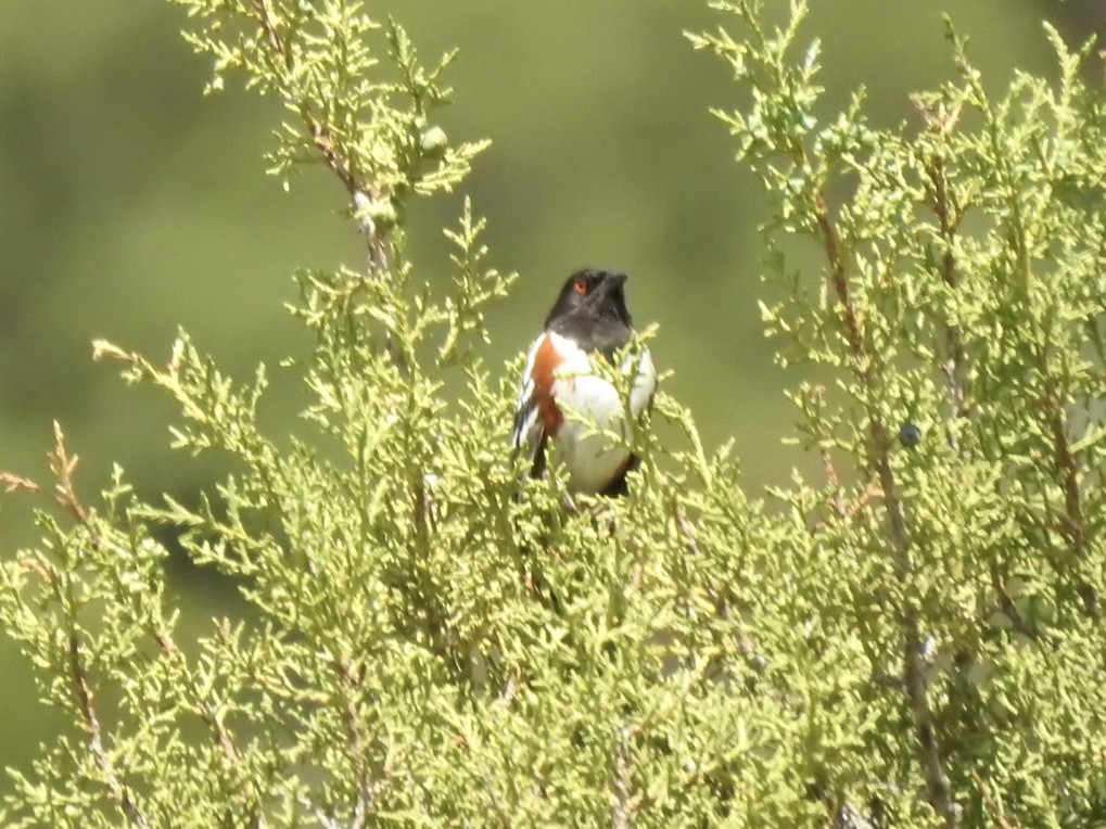 Spotted Towhee - ML242486571