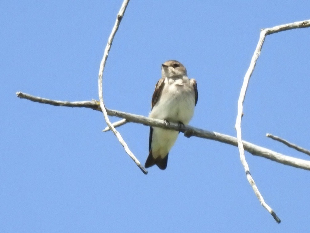 Northern Rough-winged Swallow - ML242487001