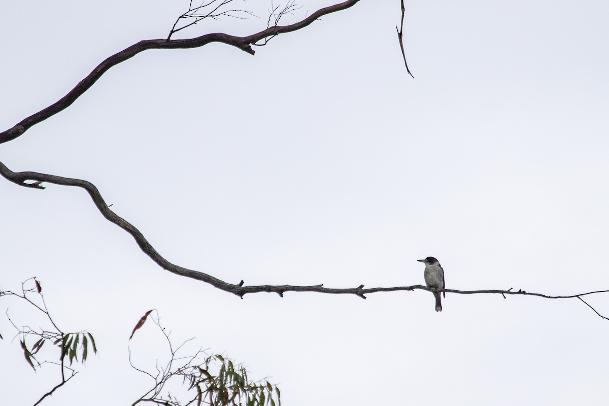 Gray Butcherbird - Ramit Singal