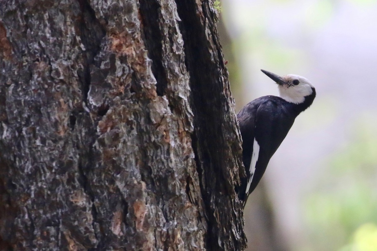 White-headed Woodpecker - ML242491131