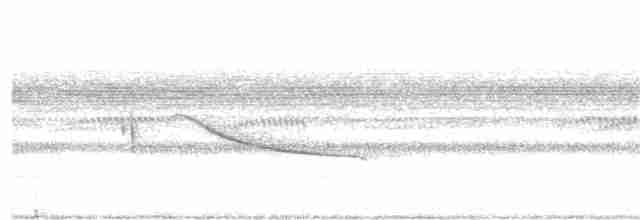 Weißschwanz-Nachtschwalbe - ML242493961