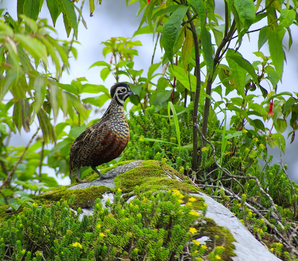 Ocellated Quail - Esteban Matías (birding guide) Sierra de los Cuchumatanes Huehuetenango esteban.matias@hotmail.com                             +502 53810540