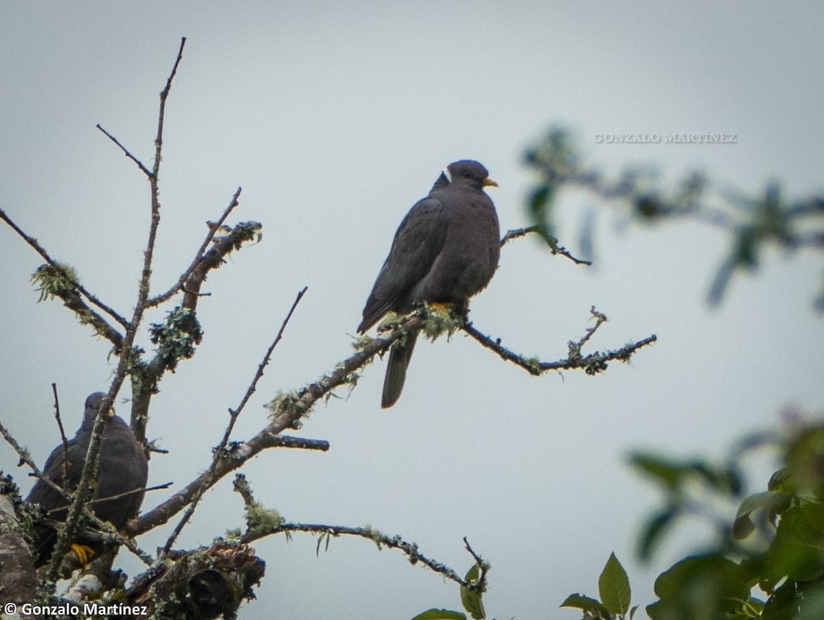 Band-tailed Pigeon - Gonzalo Martínez