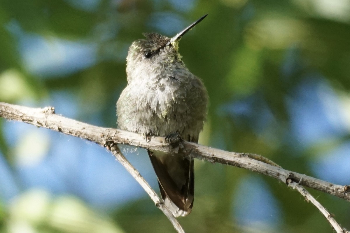 Costa's Hummingbird - Tom Cassaro