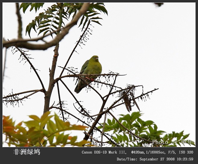 African Green-Pigeon - Qiang Zeng