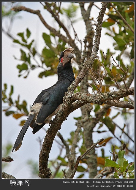 Crowned Hornbill - Qiang Zeng