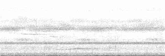 Белогорлая веерохвостка - ML242510361