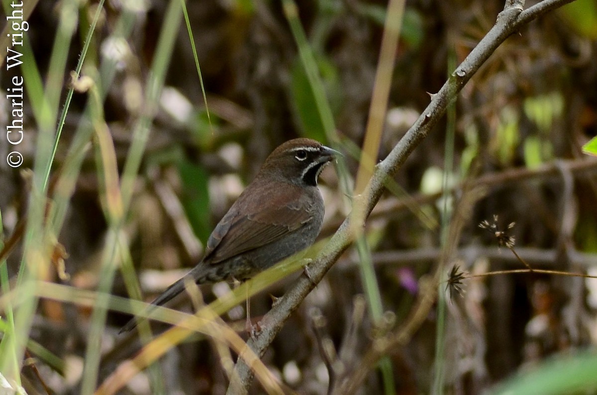 Five-striped Sparrow - Charlie Wright