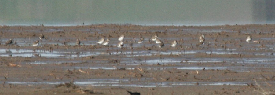 Double-banded Plover - ML242518461