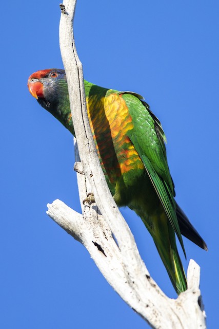 雑種 ジャコウインコ属 ｘ ゴシキインコ属 Ebird