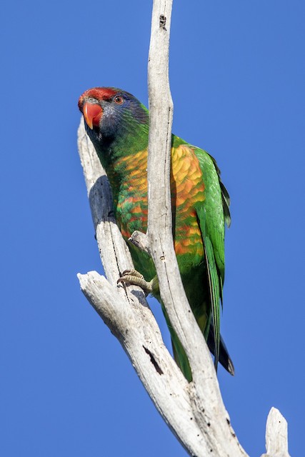 雑種 ジャコウインコ属 ｘ ゴシキインコ属 Ebird