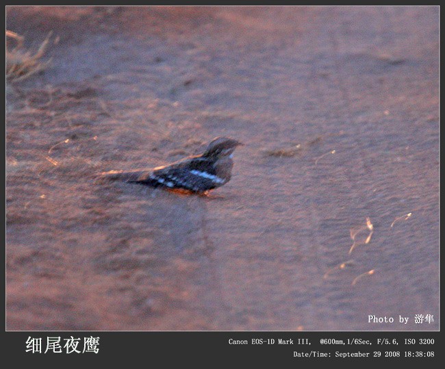 Slender-tailed Nightjar - Qiang Zeng