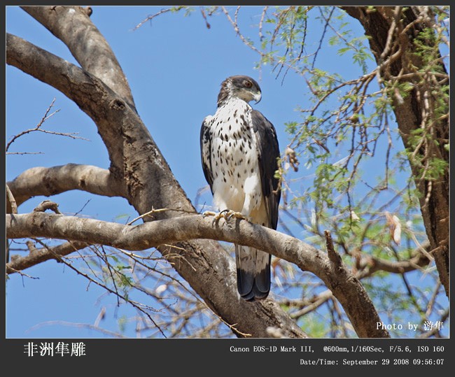 African Hawk-Eagle - Qiang Zeng